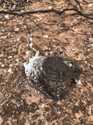 Emu Poo