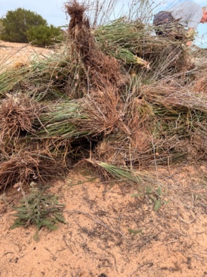 Working on weed control - Onion Weed Sec 227