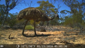 Emu Section 215 March 2026