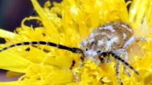 Daisy Longhorn beetle Sect 215 (www.ellura.info)