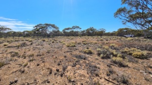 Proposed sight for the exclusion and shed construction