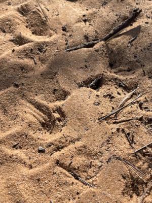 Shingleback Lizard