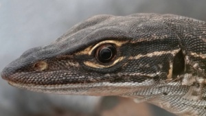 Sand Goanna - February 2026 - Credit Ellura