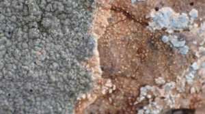 Mineral magic - rain on dry earth