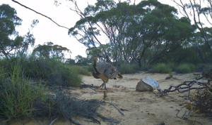 Mallee Fowl on 227