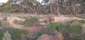 Wombat Vs Fox