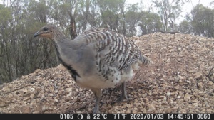 Curious Mallee Fowl