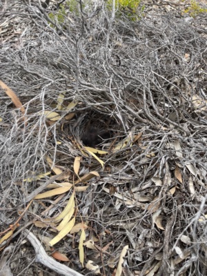 Chestnut Quail Thrush Nest