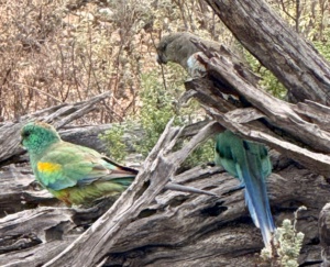 A pair of Mulga Parrots