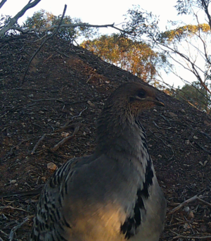 Evening light on birds chest - Mallee Fowl