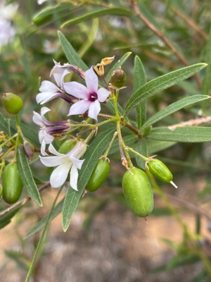 Apple Berry - 227