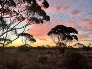 evening light