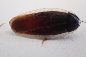 Maybe a Blattaria Roach