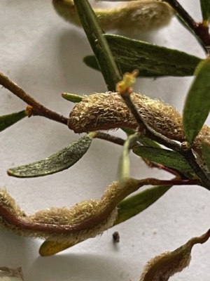 Rare plant - Acacia montana, Mallee Wattle
