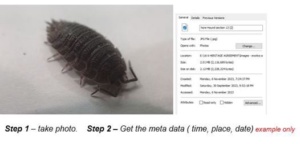 Yumi photographs critters