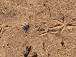 Tracks - An unknown medium sized bird ie Currawong