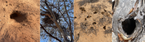 A medley of mansions- Native species homes