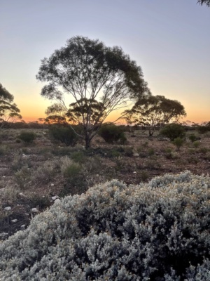 Evening light blue bush Daisy Section 13 November 2024