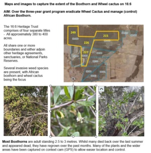 Box thorn mapping