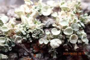 unique lichen