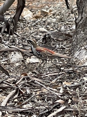 Chestnut Quail Thrush