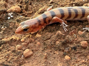Broad Banded Sand Swimmer