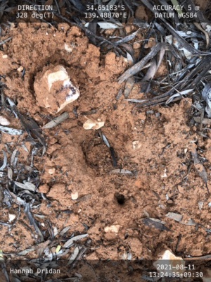 Echidna scratching