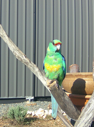 Mallee Ringneck Visit bird bath