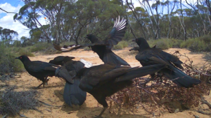 white Winged Coughs - Chattling February 2026