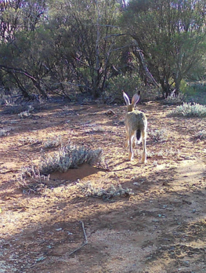 Brown Hare- caught of wildlife remote camera