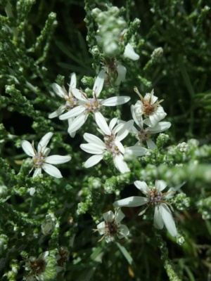 Olearia lepidophylla