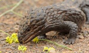 Shingleback Lizard - eating wild turnip (need to ref photographer)