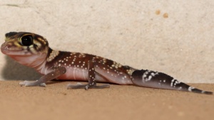 Juvenile Thick Tailed Gecko - Image by Brett Smith