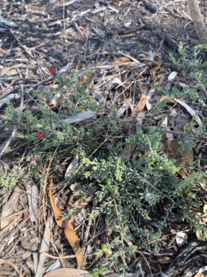 Ruby Saltbush Enchylaena tomentosa