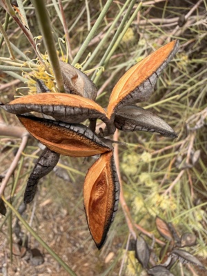 Hakea needle Bush