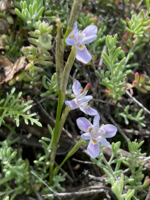 Thread Iris - introduced weed