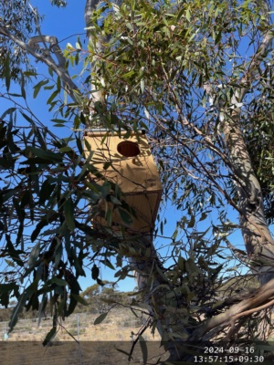 Possum, Parrot or Pygmy  Box 