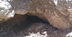 Using a wombat burrow for a safe refuge