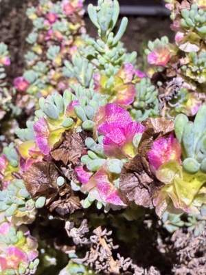 Spring fruits, Maireana Magnificence