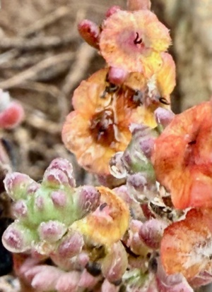 Hairy-fruit Bluebush