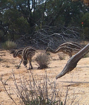 Three Emu chicks October 2024 - Wildlife Camera 226