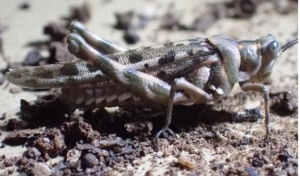 
Apotropis vittata - Spur Throated Grasshopper