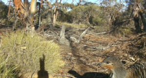 Close up Mallee Fowl 