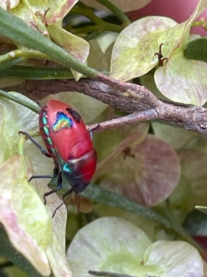 Red Jewel Bug - Cherocoris Paganus 