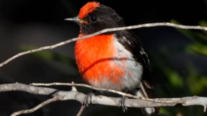 Red Capped Robin - credit Ellura 2025