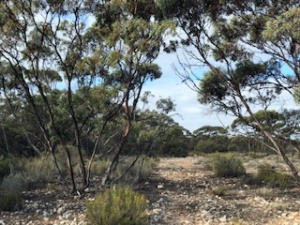 Eucalyptus association