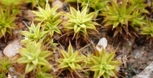 Moss and lichens open after rainfall