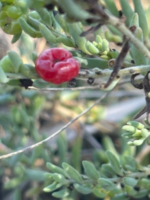 Ruby Saltbush Enchylaena tomentosa