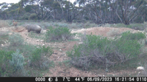 Wombat Vs Red Fox