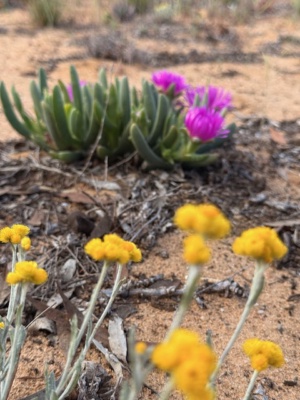 Beautiful flowers September 2025